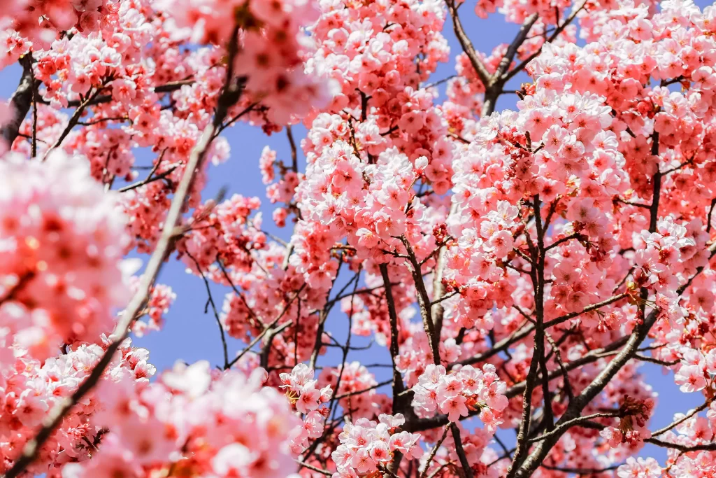 Cherry Blossom Pink White Blue Sky warm Branch