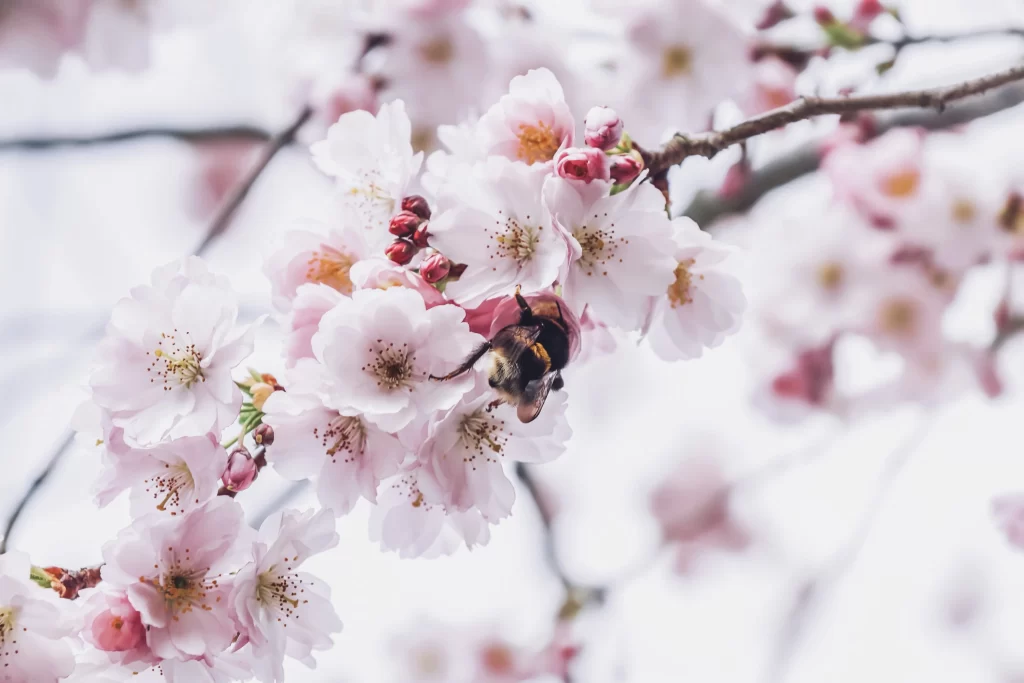 Cherry Blossom Pink White Yellow Petal Branch
