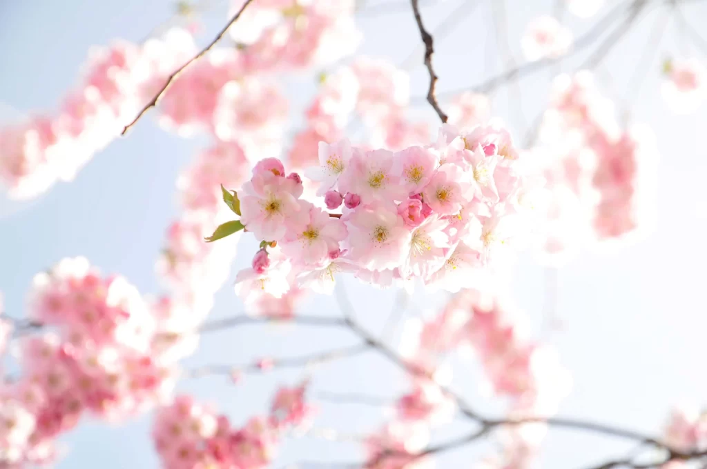 Cherry Blossom Pink White Yellow Petal Branch