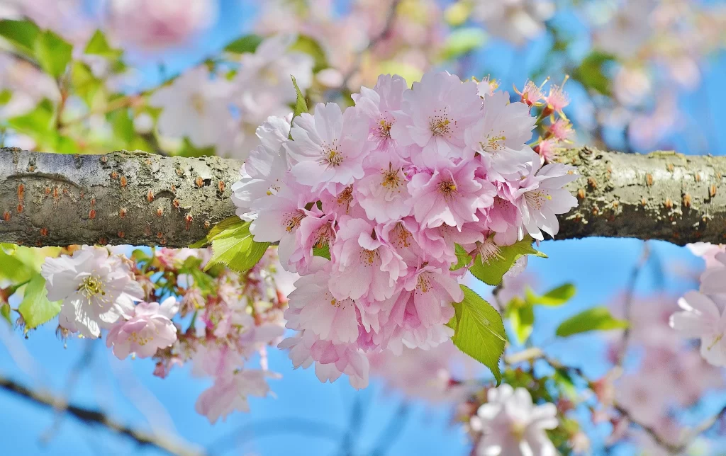 Cherry Blossom Pink White Green Blue gray Sky