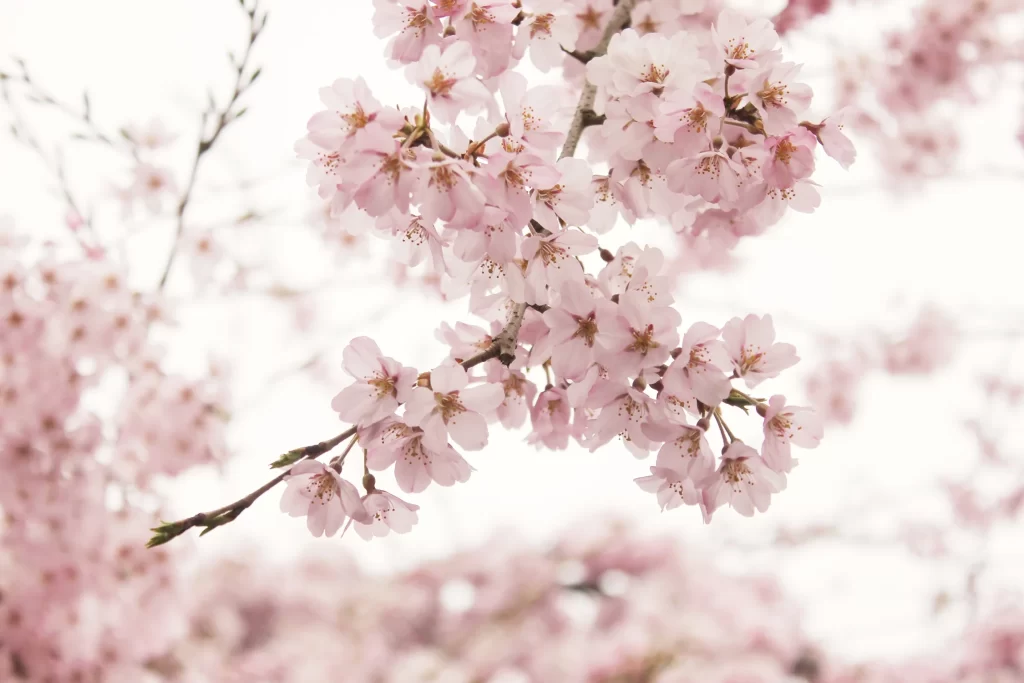 Cherry Blossom Pink White Petal Branch Spring