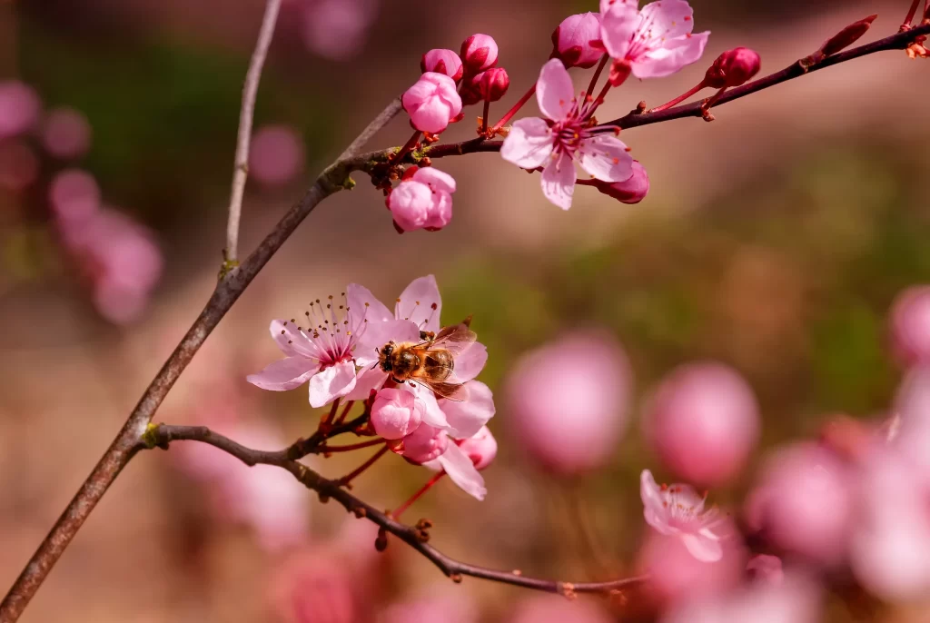 Cherry Blossom Pink White Petal Spring warm Branch