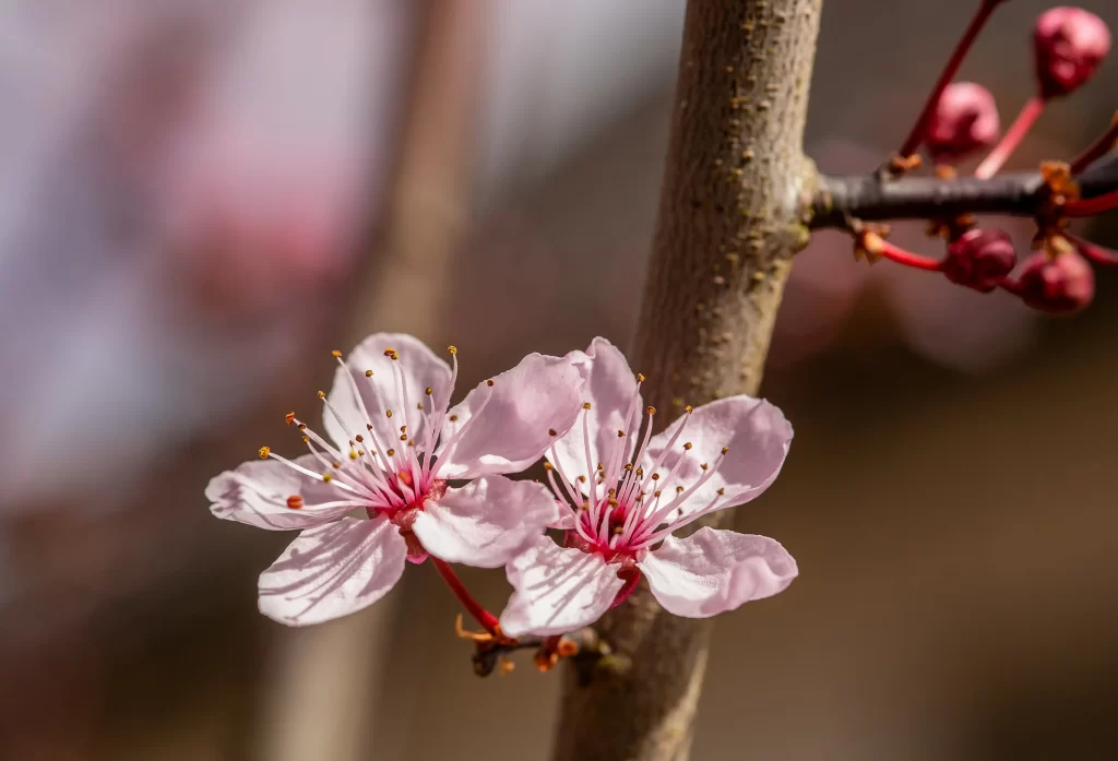 Cherry Blossom Pink White Petal Spring gray Branch