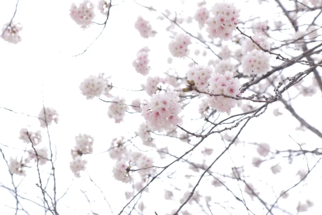 Cherry Blossom Pink White Petal Spring Branch