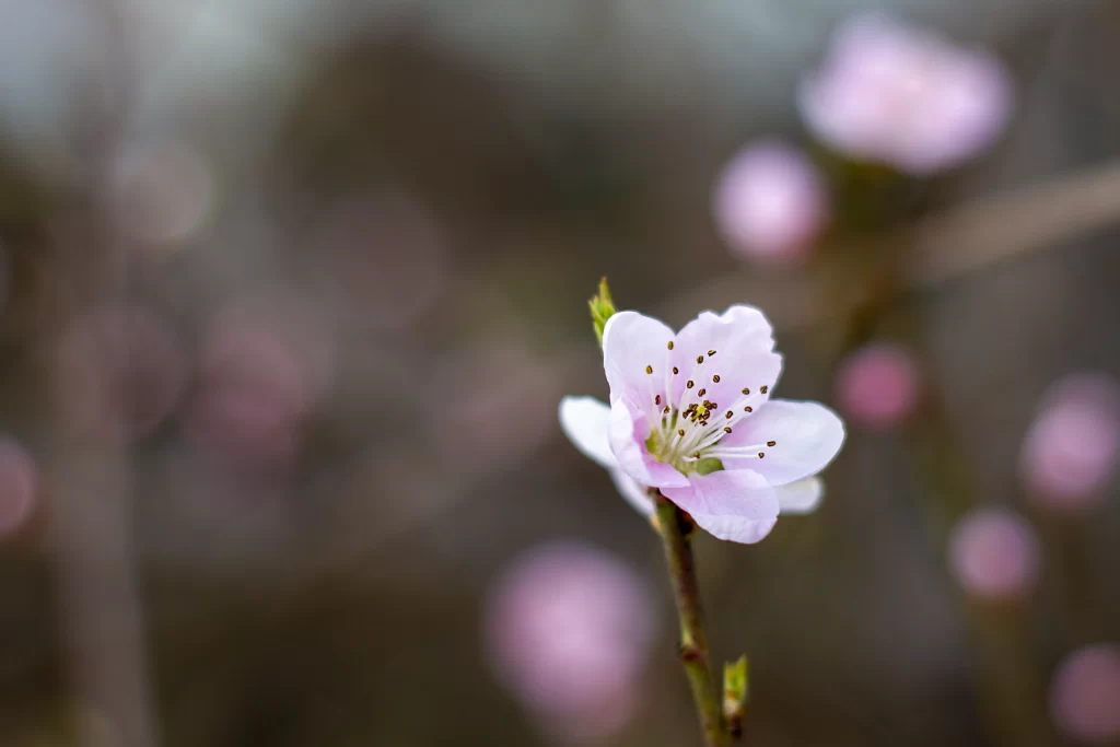 Cherry Blossom Pink White Petal Spring gray Branch
