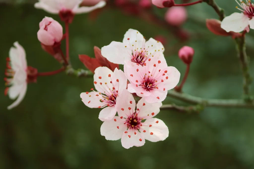 Cherry Blossom Pink White Red Green