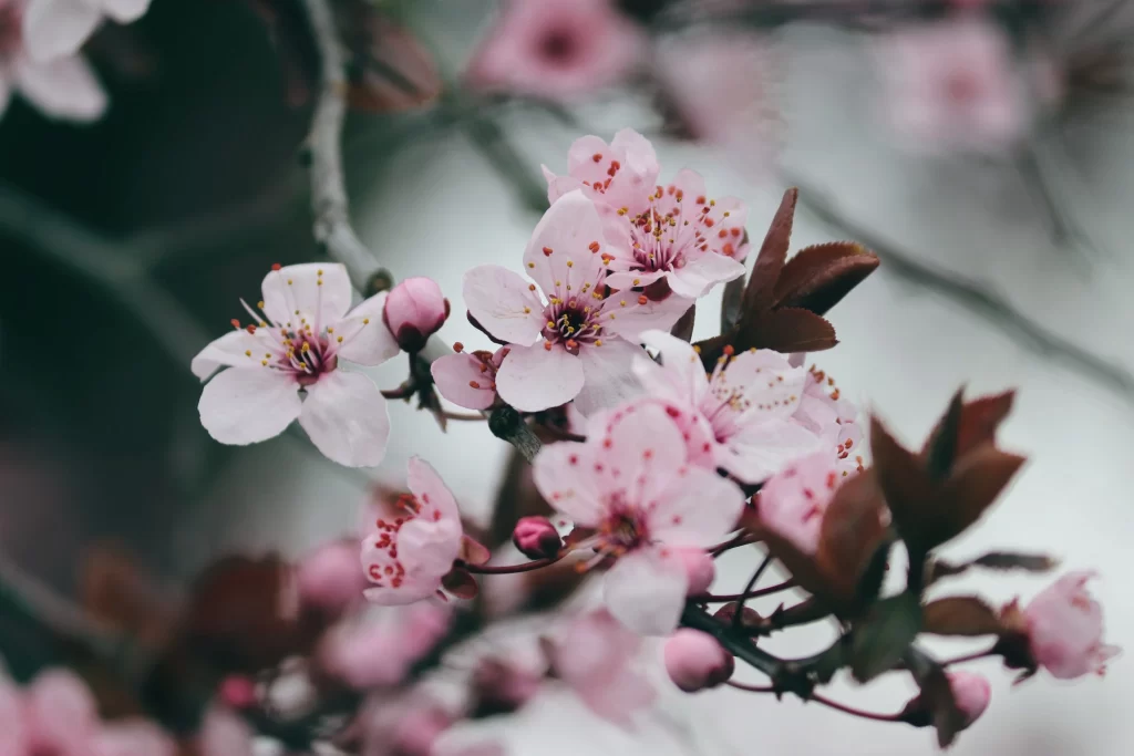 Cherry Blossom Pink White Petal Spring gray Branch