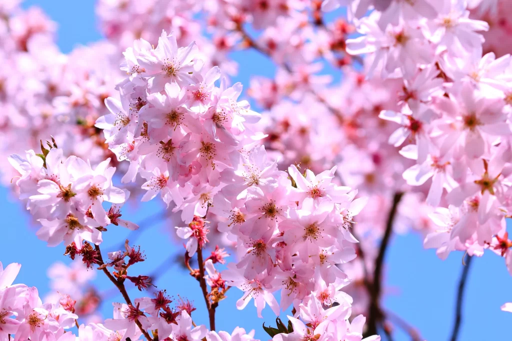 Cherry Blossom Pink White Blue cool Sky