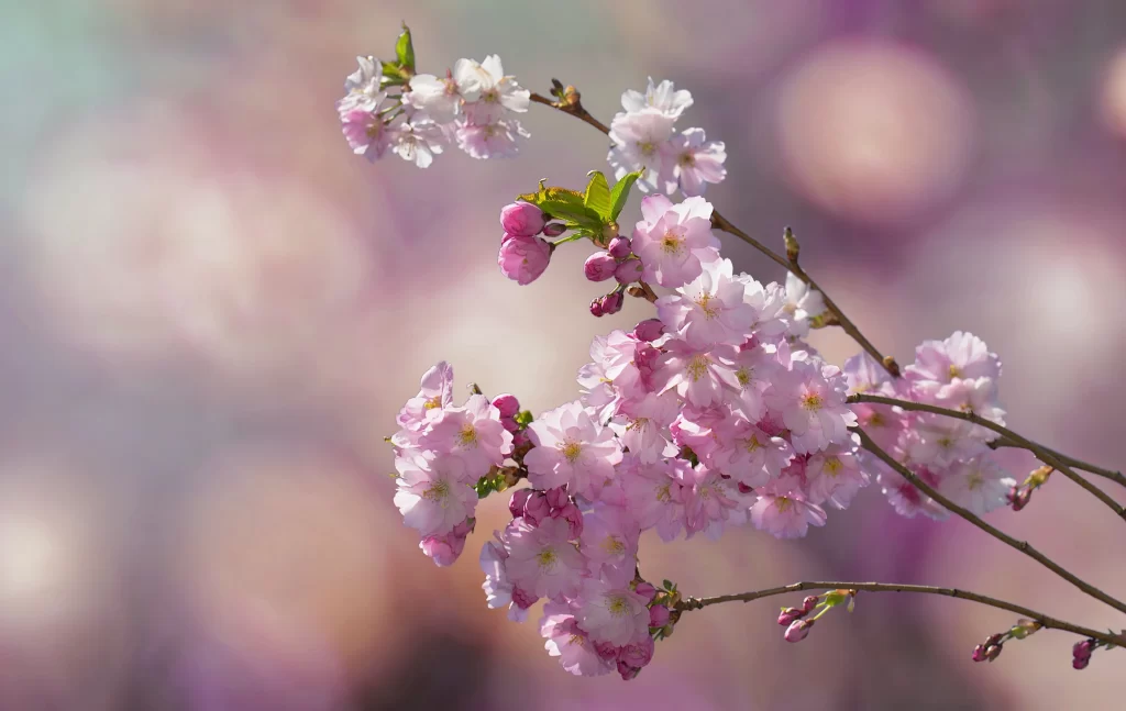 Cherry Blossom Pink White Petal Spring gray Branch