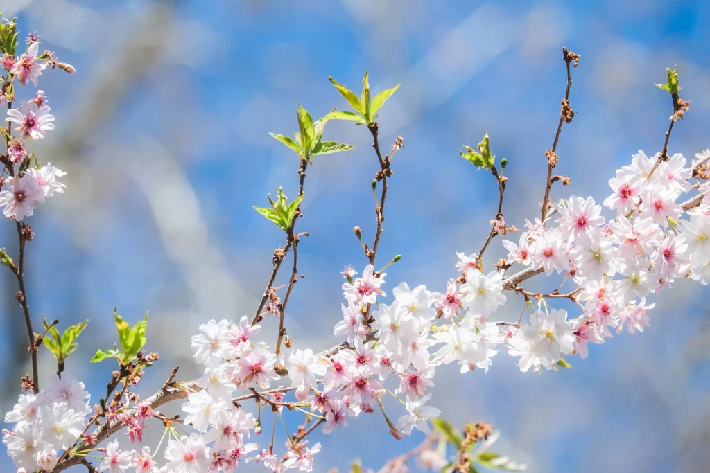 Cherry Blossom Pink White Green Blue gray Sky