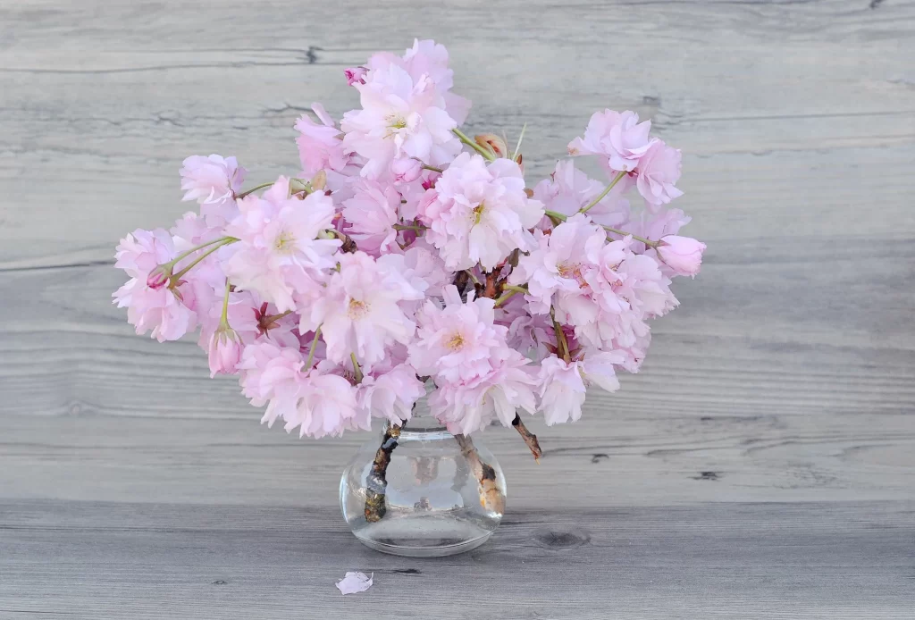 Cherry Blossom Pink White Petals Branches gray Vase