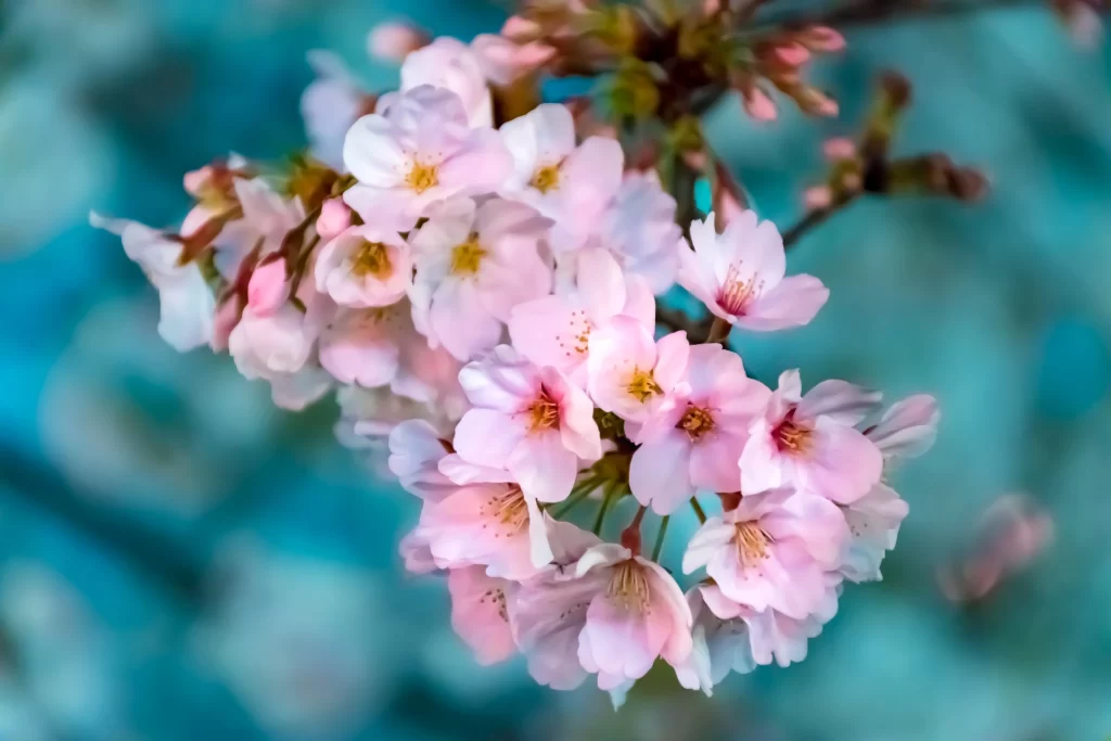 Cherry Blossom Pink White Yellow Petal cool Bloom