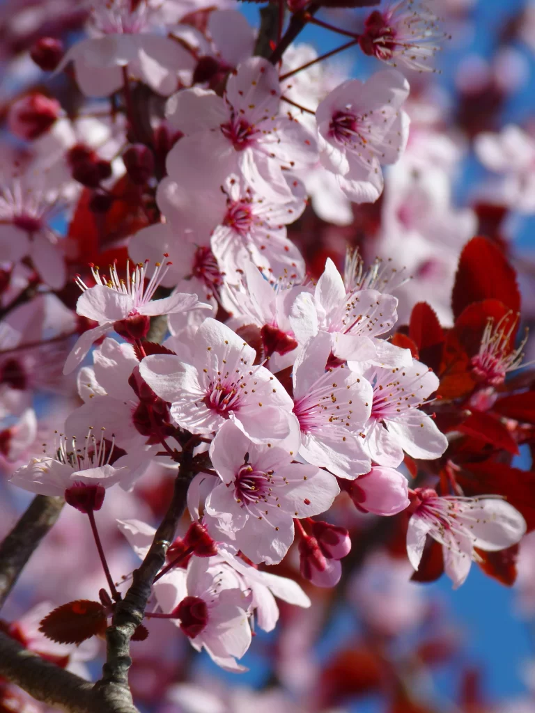 Cherry Blossom Pink White Red Blue warm Sky