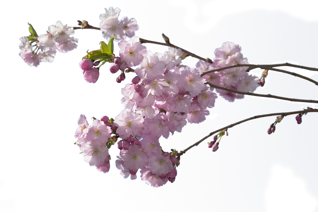 Cherry Blossom Pink White Blue Sky gray Branch