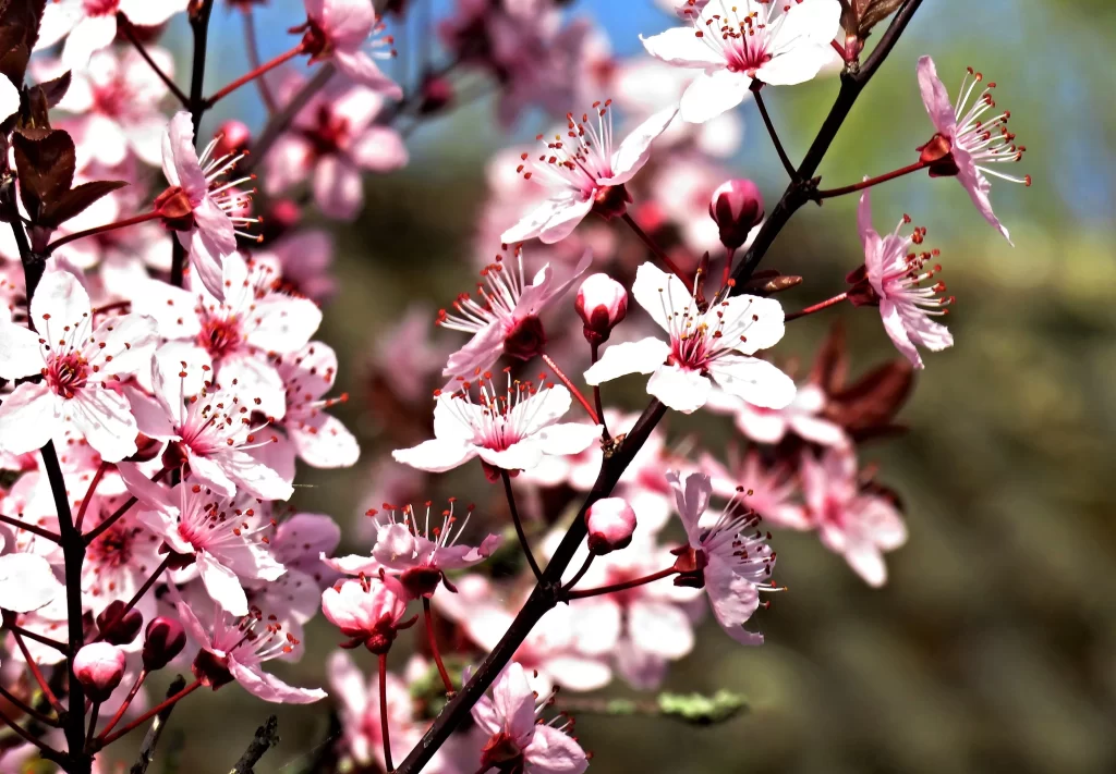Cherry Blossom Pink White Red Petal gray Branch