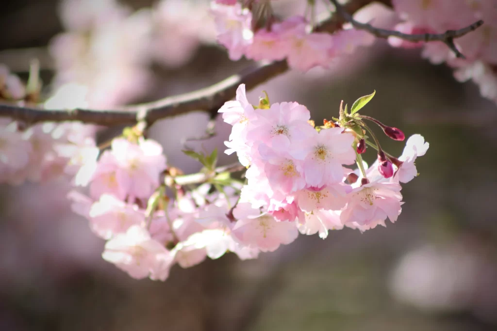 Cherry Blossom Pink White Petal Spring gray Branch