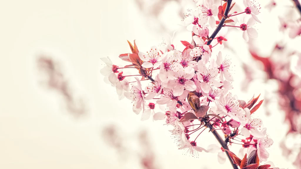 Cherry Blossom Pink White Petal Spring Branch