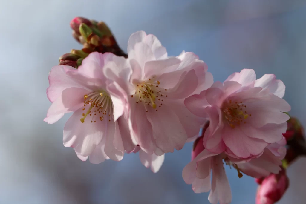 Cherry Blossom Pink White Petals Blue gray Sky