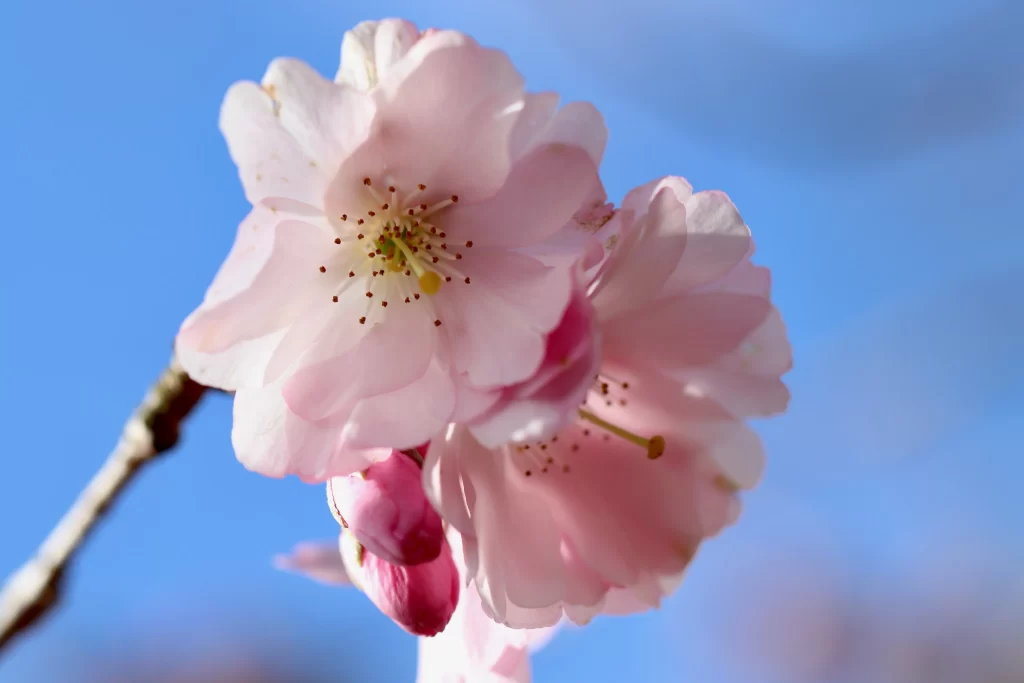 Cherry Blossom Pink White Petals Blue cool Sky