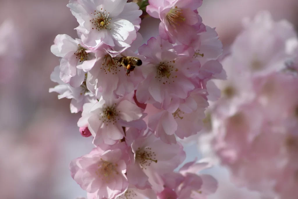 Cherry Blossom Pink White Petal Spring gray Branch