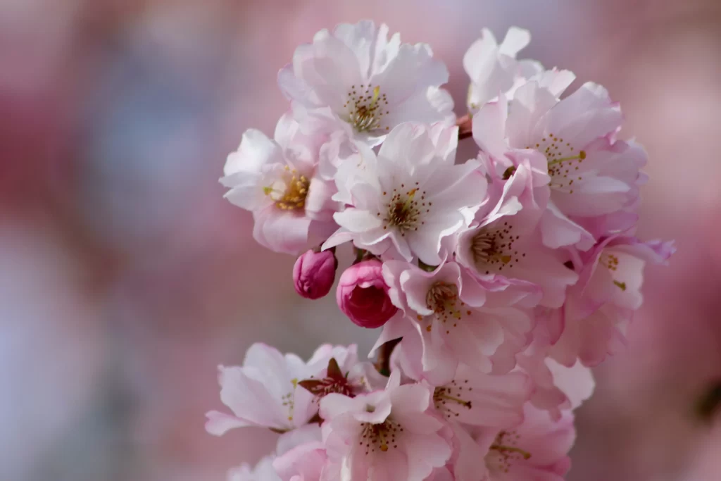 Cherry Blossom Pink White Petals Spring Bloom