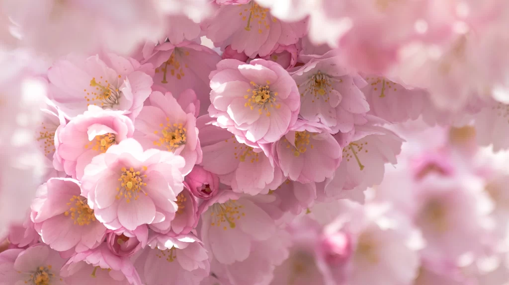 Cherry Blossom Pink White Yellow Petal warm Bloom