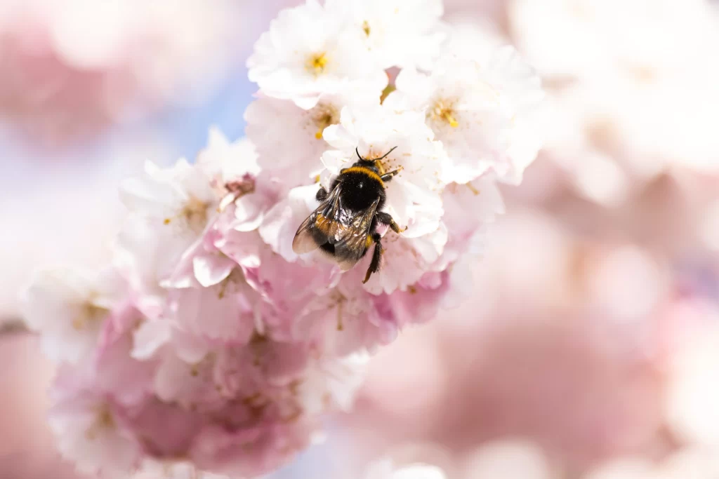 Cherry Blossom Pink White Yellow Petal gray Bee