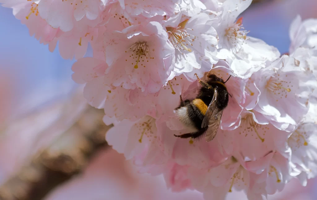 Cherry Blossom Pink White Yellow Petal gray Bee