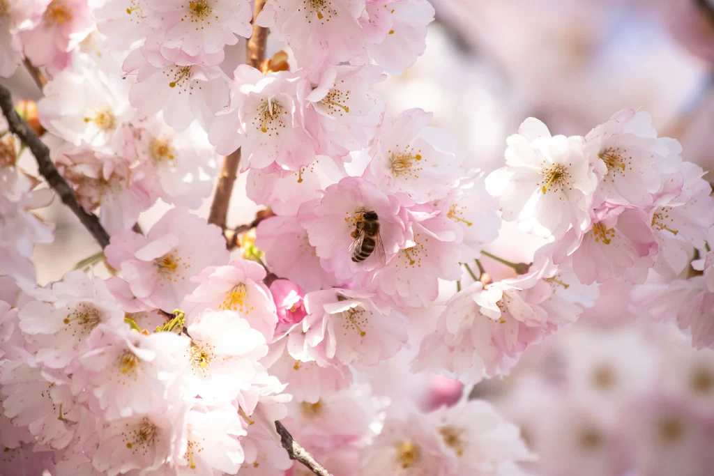 Cherry Blossom Pink White Yellow Petal Bee Branch