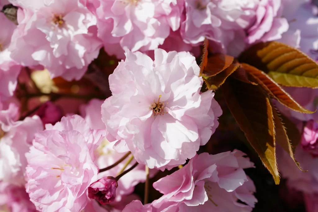 Cherry Blossom Pink White Petal Spring warm Branch