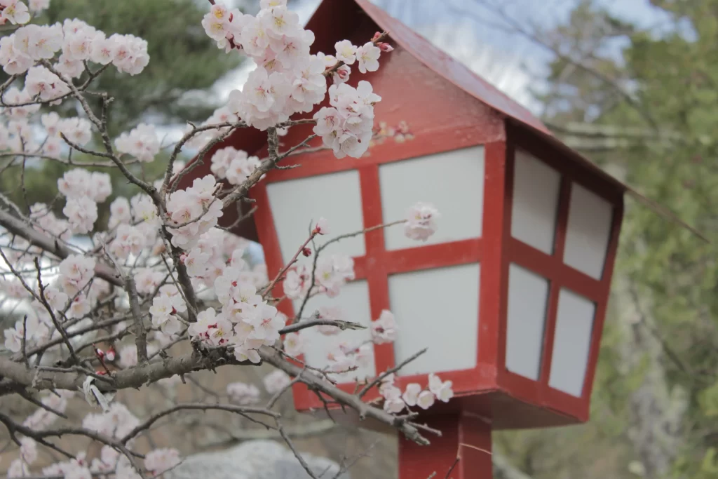 Cherry Blossom Pink White Petals Branches