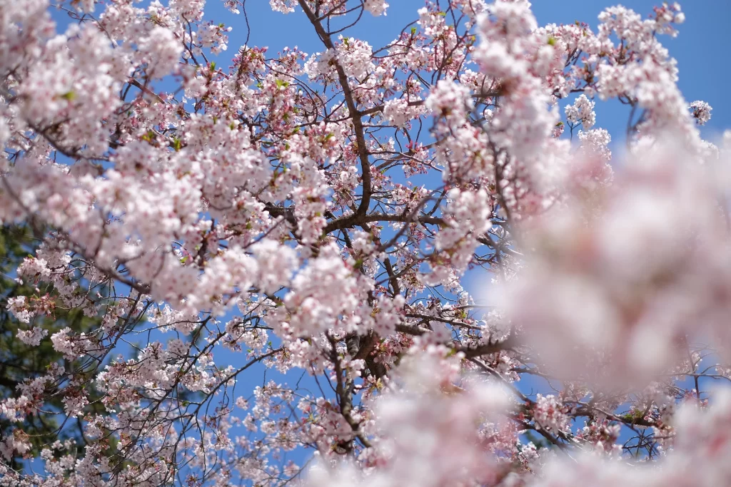 Cherry Blossom Pink White Blue Sky gray Branch