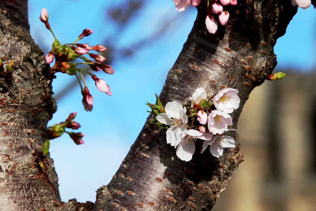 Cherry Blossom Pink White Petal Spring gray Branch