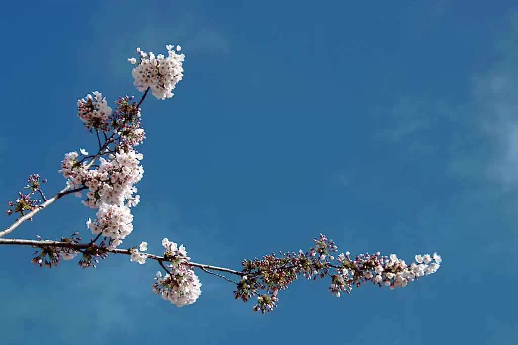 Cherry Blossom Pink White Blue cool Sky