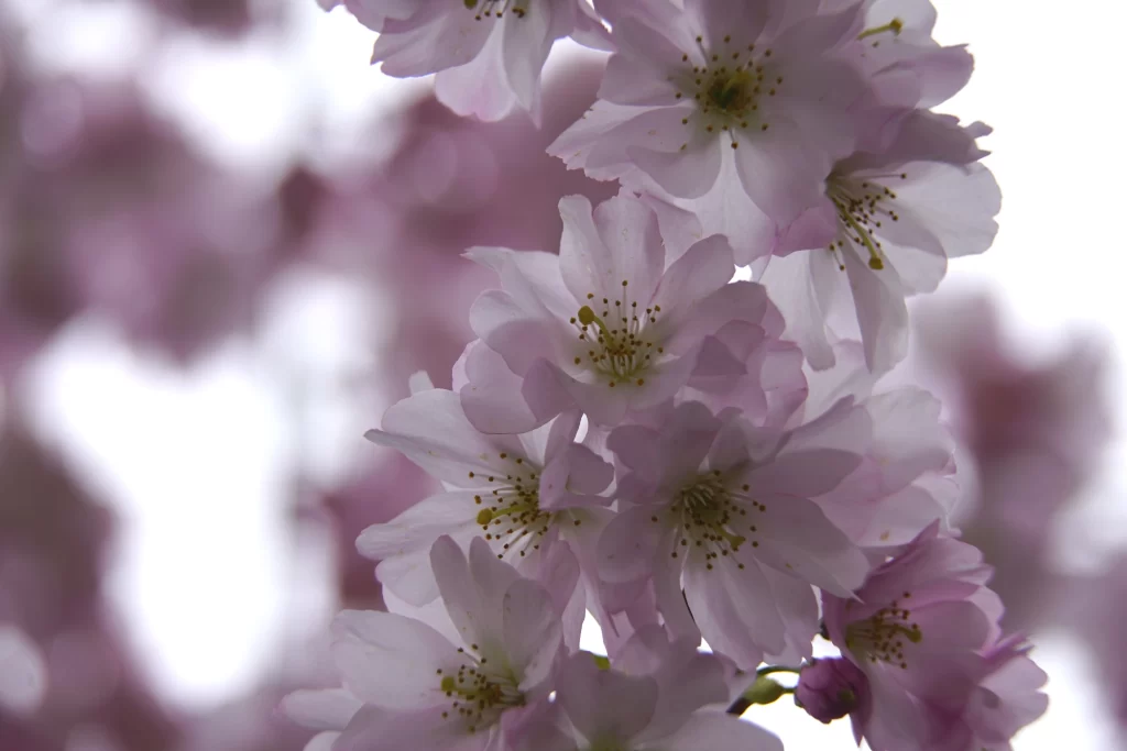 Cherry Blossom Pink White Petal Bloom gray Spring
