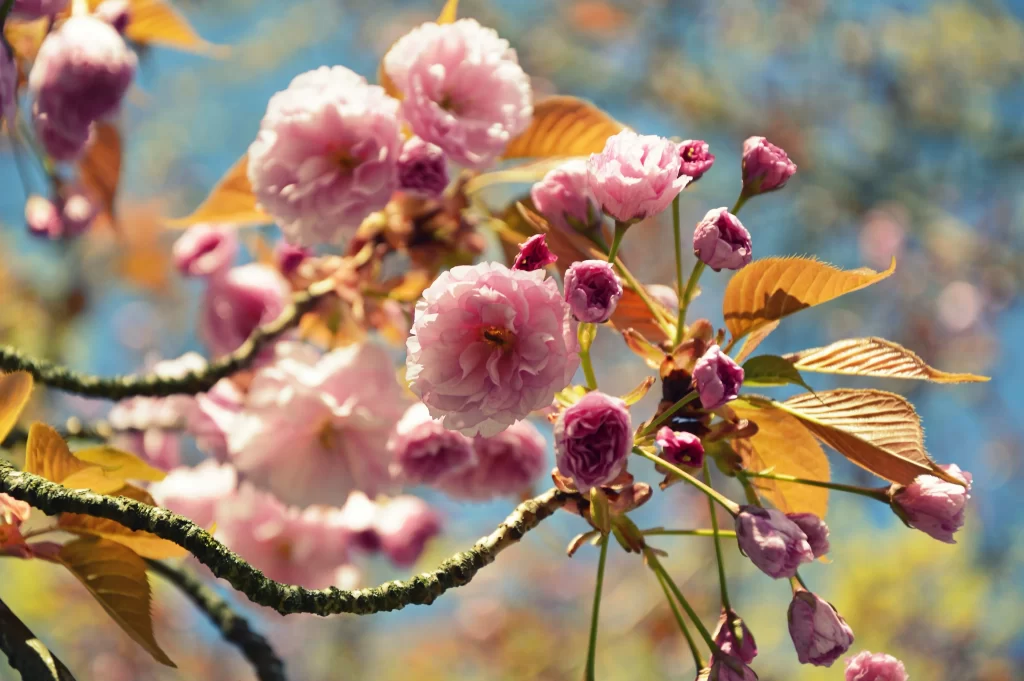 Cherry Blossom Pink White Yellow Green Blue