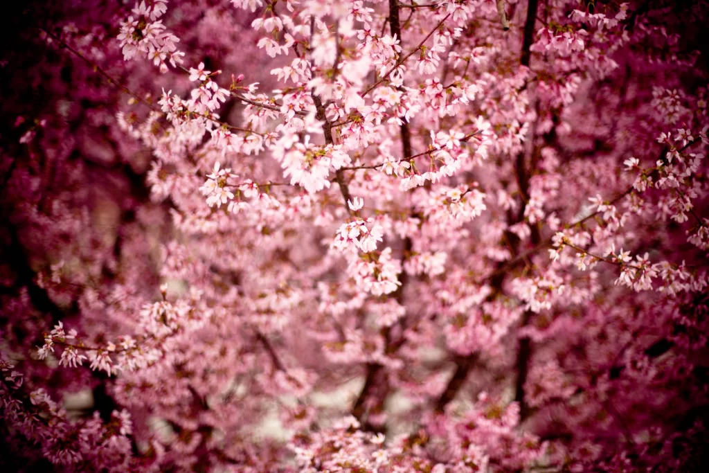 Cherry Blossom Pink White Petal Spring warm Branch