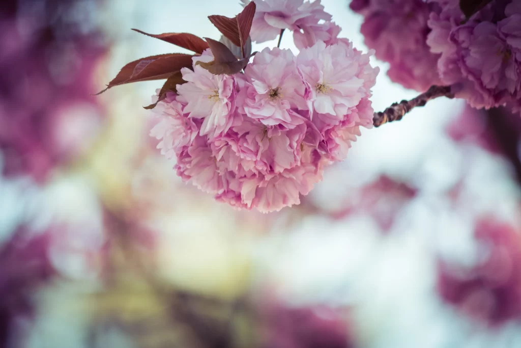 Cherry Blossom Pink White Petal Spring gray Branch