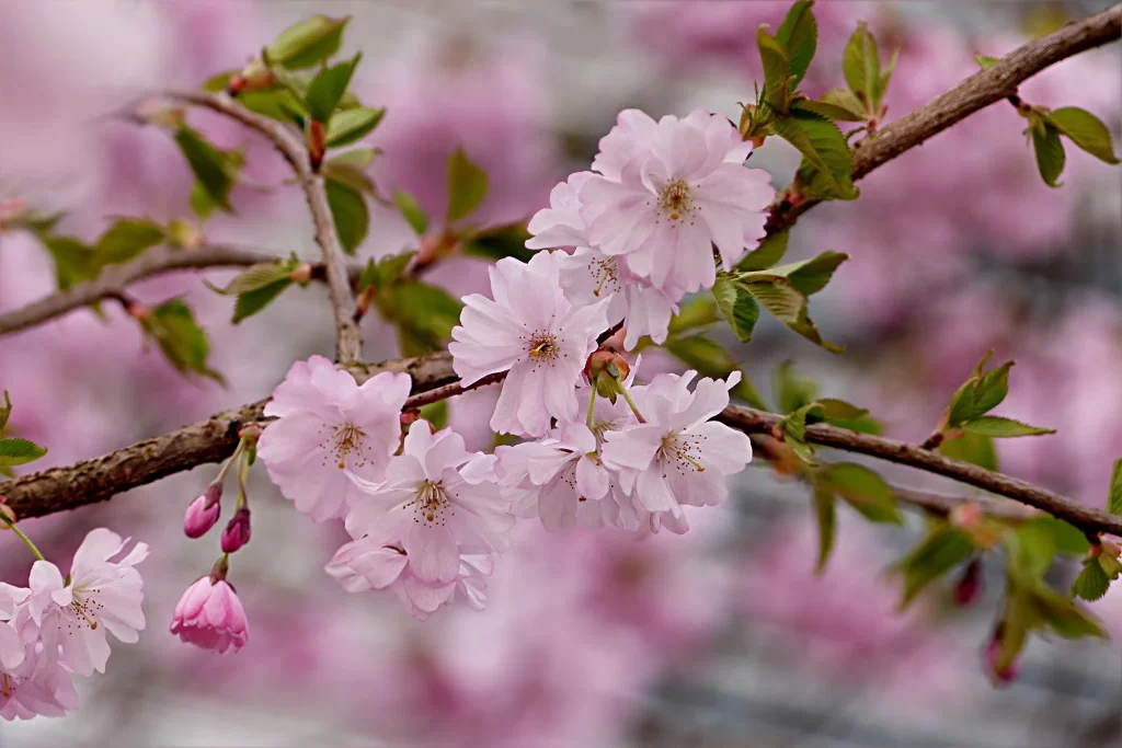 Cherry Blossom Pink White Green Petal gray Branch