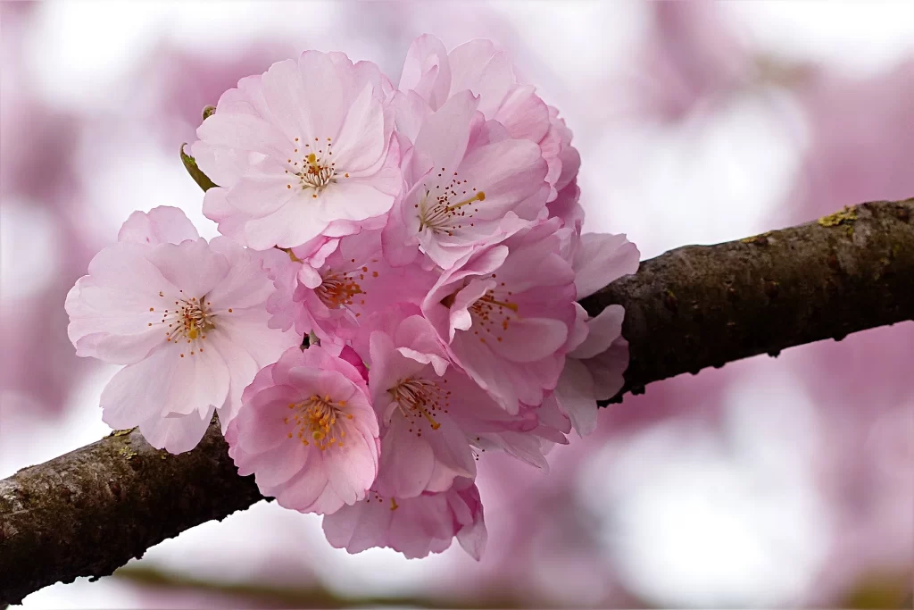 Cherry Blossom Pink White Petal Spring gray Branch