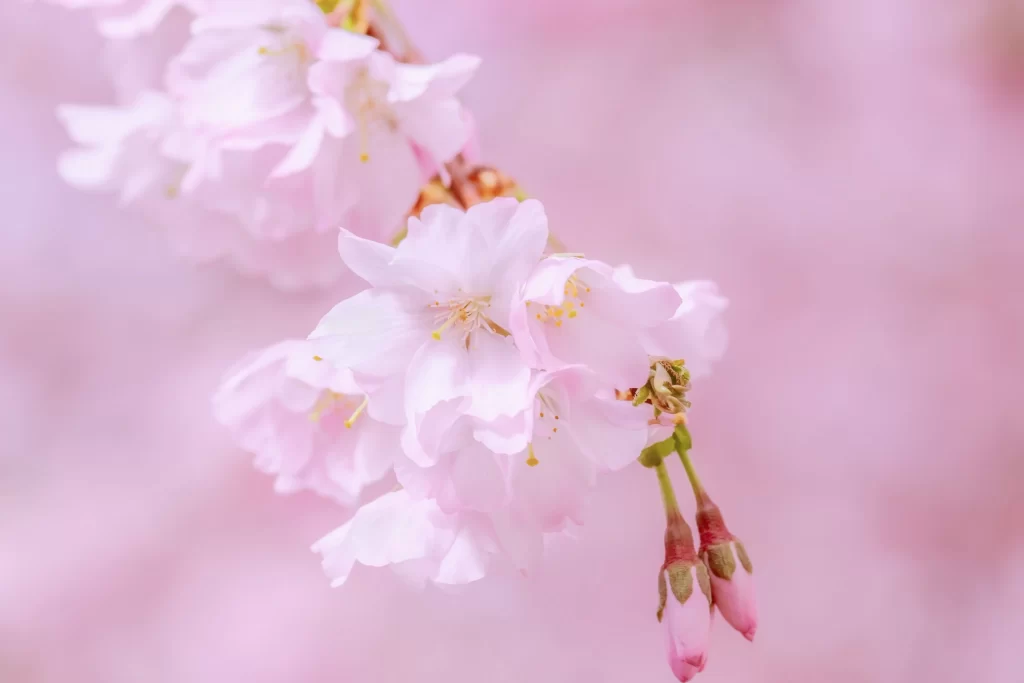 Cherry Blossom Pink White Petal Spring warm Branch