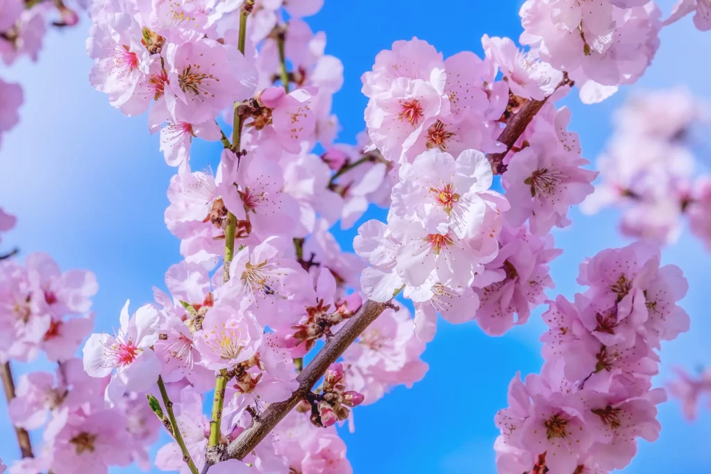 Cherry Blossom Pink White Blue cool Sky