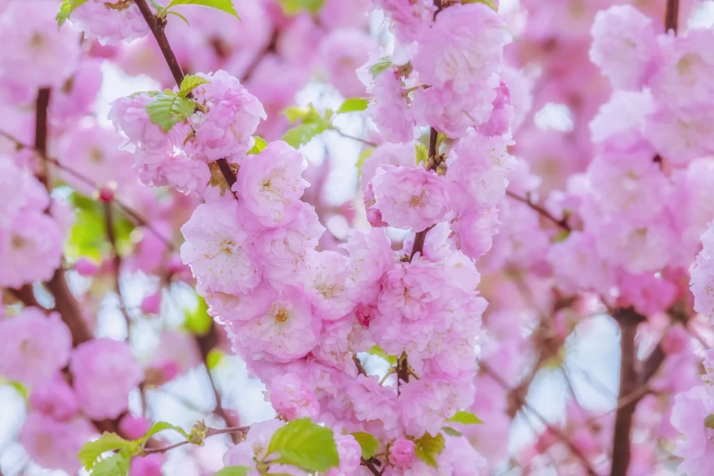 Cherry Blossom Pink White Green Petal warm Branch