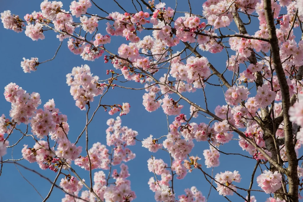 Cherry Blossom Pink White Blue Sky gray Branch