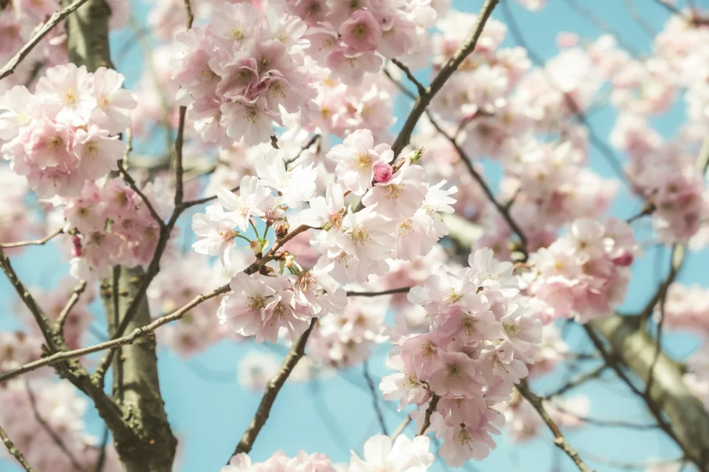 Cherry Blossom Pink White Blue Sky gray Branch