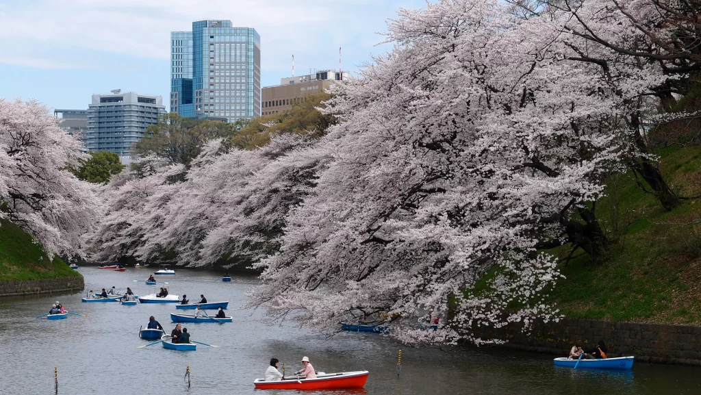Cherry Blossom Pink White Green Blue Boats River