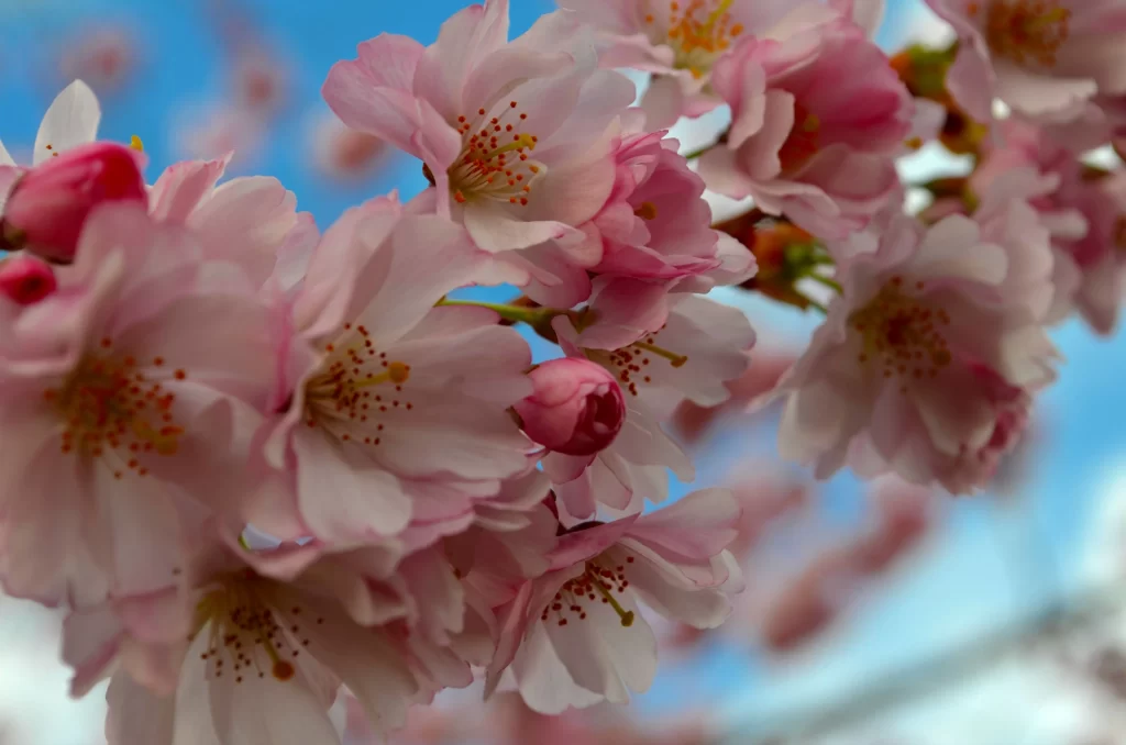 Cherry Blossom Pink White Blue gray Sky