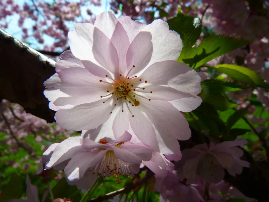 Cherry Blossom Pink White Petal Spring gray Branch