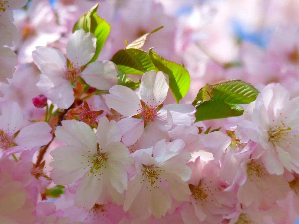 Cherry Blossom Pink White Green Petal Bloom Spring