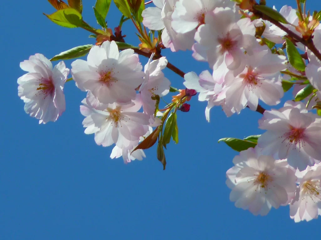 Cherry Blossom Pink White Blue gray Sky